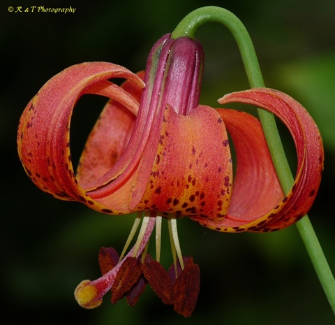 {Lilium michiganense}